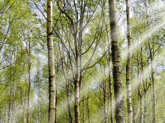 Per fare tutto ci vuole un fiore e tanti alberi