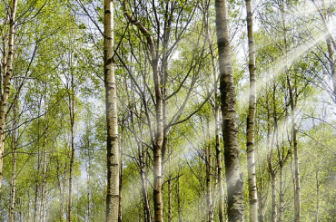 Per fare tutto ci vuole un fiore e tanti alberi