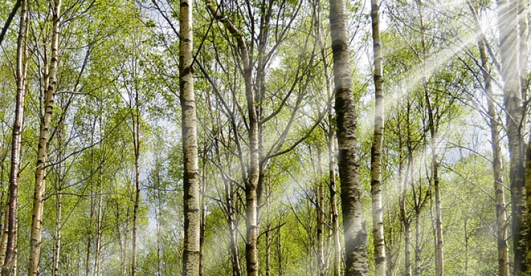 Per fare tutto ci vuole un fiore e tanti alberi