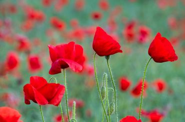 27 gennaio, Giornata della Memoria. Battistini, azzerare il fenomeno delle “diseguaglianze”