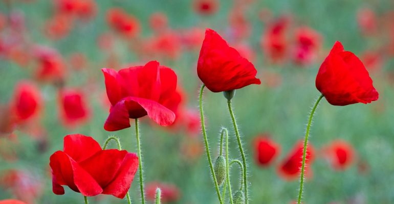 27 gennaio, Giornata della Memoria. Battistini, azzerare il fenomeno delle “diseguaglianze”