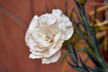 Festa della mamma, ascoltare il grido di Pace delle Madri