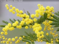 8 Marzo, L’Albero della Vita e il Progetto la Rondine