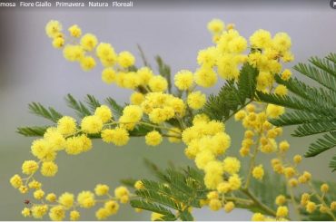 8 Marzo, L’Albero della Vita e il Progetto la Rondine