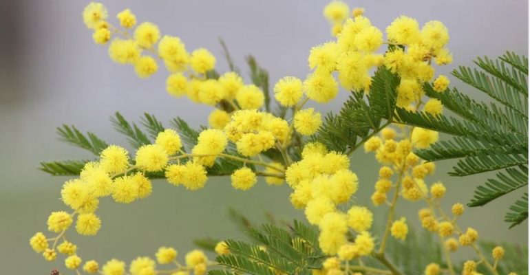 8 Marzo, L’Albero della Vita e il Progetto la Rondine