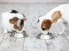 Il cane o il gatto al lavoro meglio del ticket pasto e l’auto aziendale