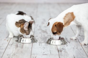 Il cane o il gatto al lavoro meglio del ticket pasto e l’auto aziendale