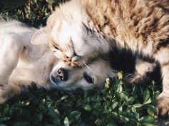 Miglior Amico, la polizza assicurativa per gli animali domestici